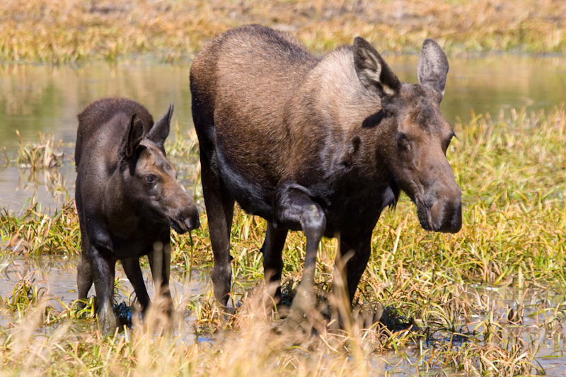 Moose With Calf